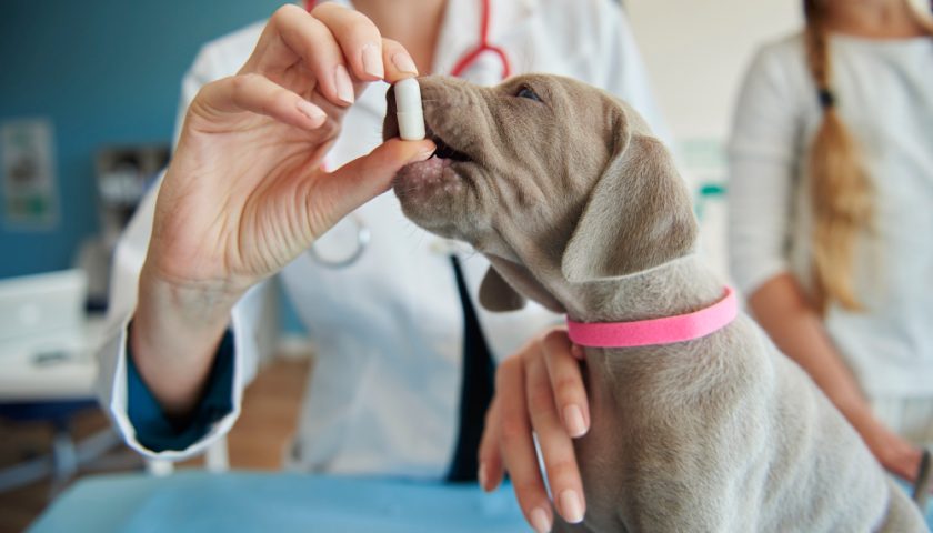 Importanța vitaminelor și suplimentelor pentru sănătatea animalului tău de companie